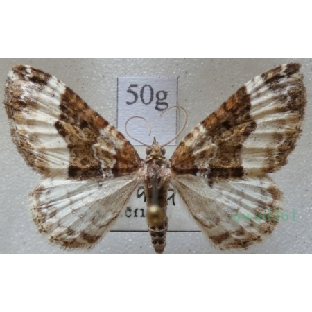 Euphyia unangulata (Haworth, 1809) Paśnik jednozębik Czech50g